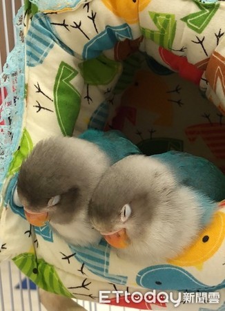 牡丹鹦鹉雏鸟睡觉嘴巴一直动,牡丹鹦鹉睡着了还在唧唧叫