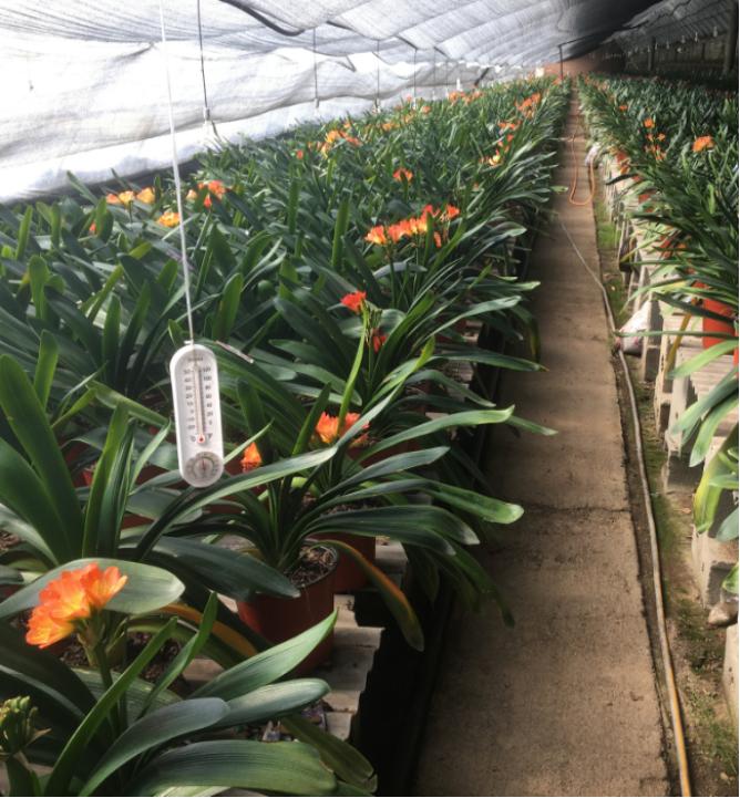 吉林欣鑫君子兰,吉林君子兰价格