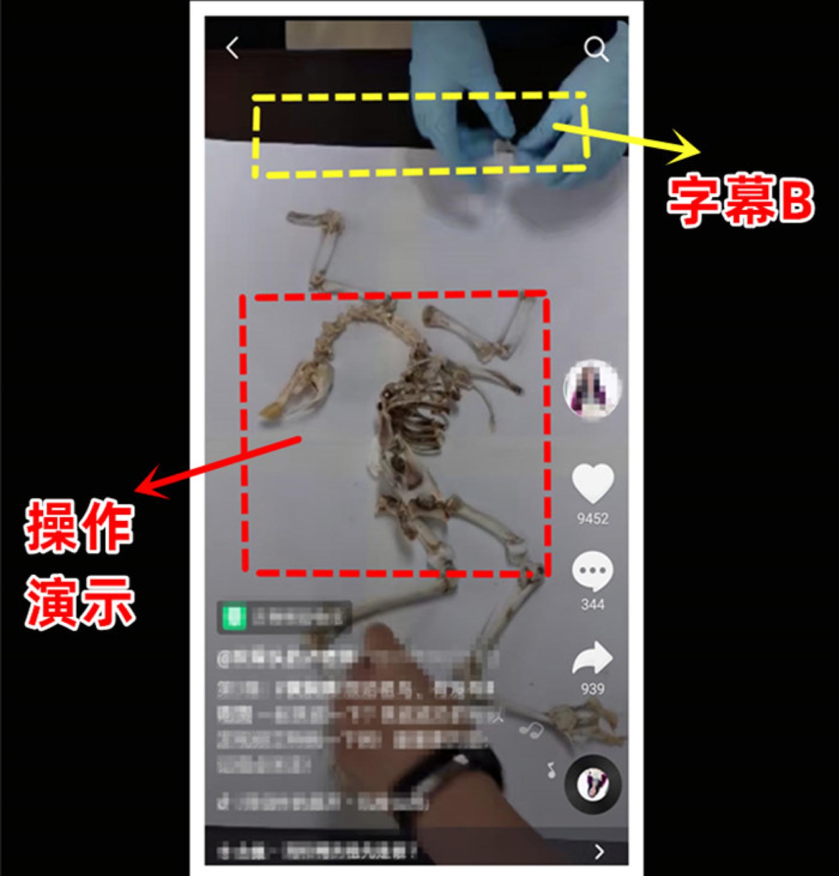 抖音教学网红老师,抖音网红上课小技巧