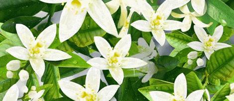 寻香|五彩斑斓的黑算什么，来见识一下五光十色的白