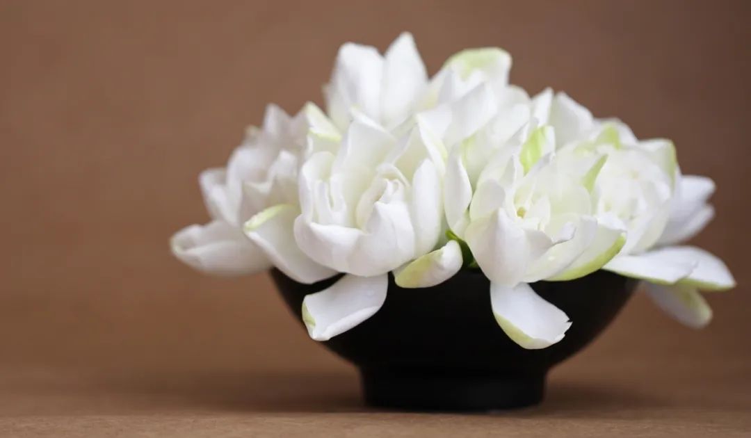 寻香|五彩斑斓的黑算什么，来见识一下五光十色的白