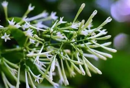 寻香|五彩斑斓的黑算什么，来见识一下五光十色的白