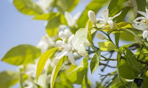 寻香|五彩斑斓的黑算什么，来见识一下五光十色的白