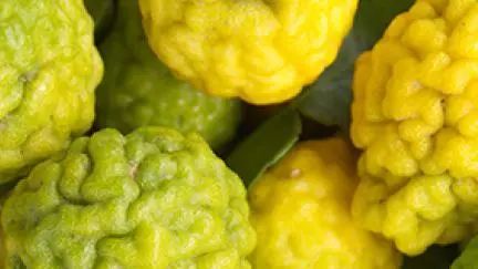 寻香|五彩斑斓的黑算什么，来见识一下五光十色的白