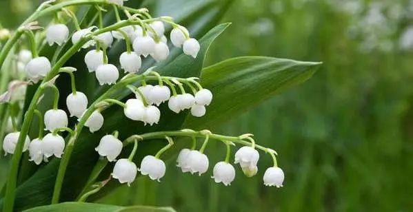 寻香|五彩斑斓的黑算什么，来见识一下五光十色的白