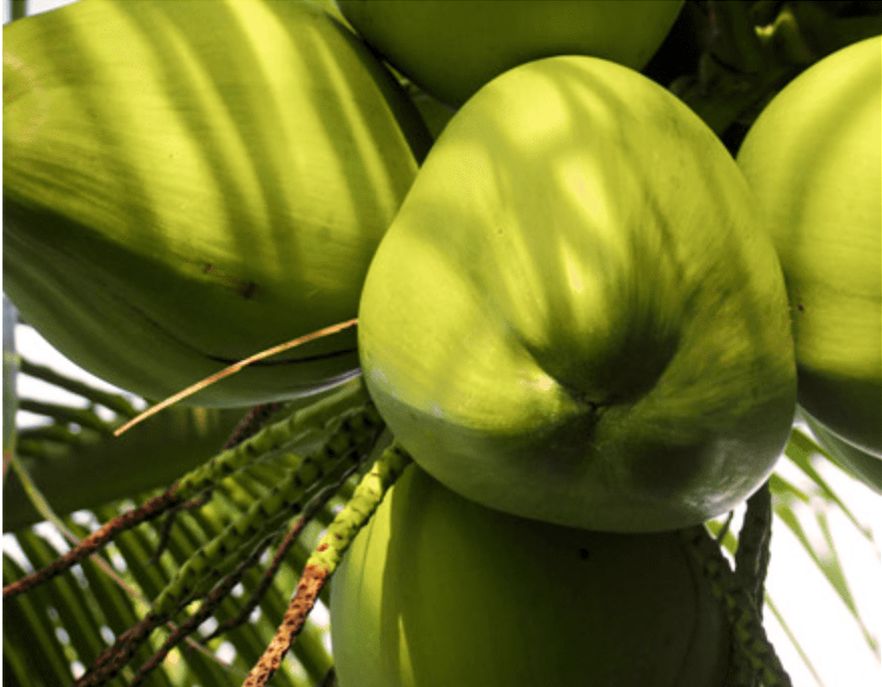 寻香|五彩斑斓的黑算什么，来见识一下五光十色的白