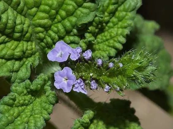 寻香|五彩斑斓的黑算什么，来见识一下五光十色的白