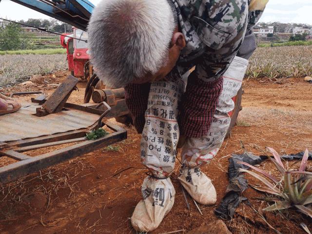 战疫助农在行动努力卖枇杷,战疫助农安徽省贫困县优质农产品