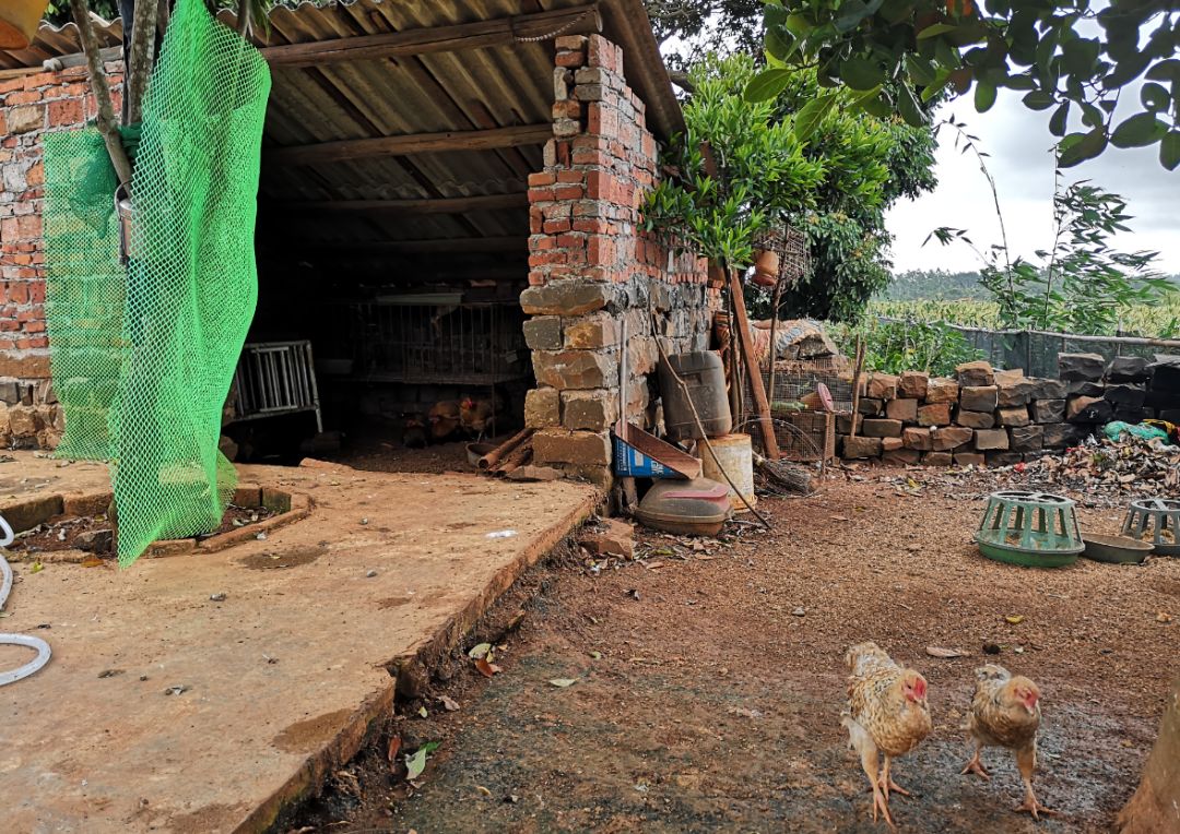 战疫助农在行动努力卖枇杷,战疫助农安徽省贫困县优质农产品