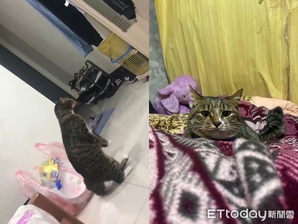 虎斑看起来很吓人,虎斑看镜头