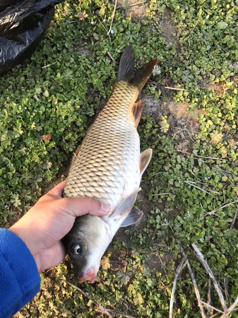 春天河边钓鱼技巧视频,春天水库钓鱼技巧