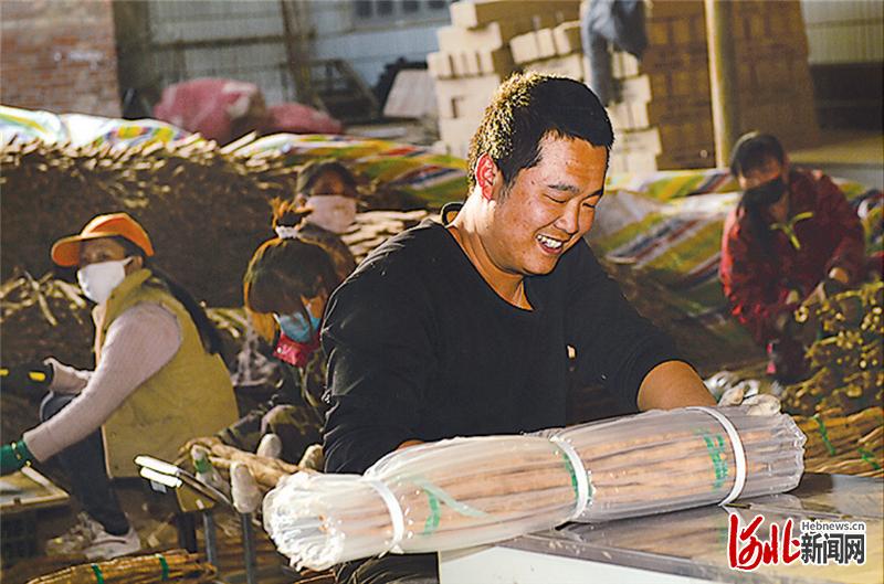 蠡县麻山药历史,蠡县麻山药