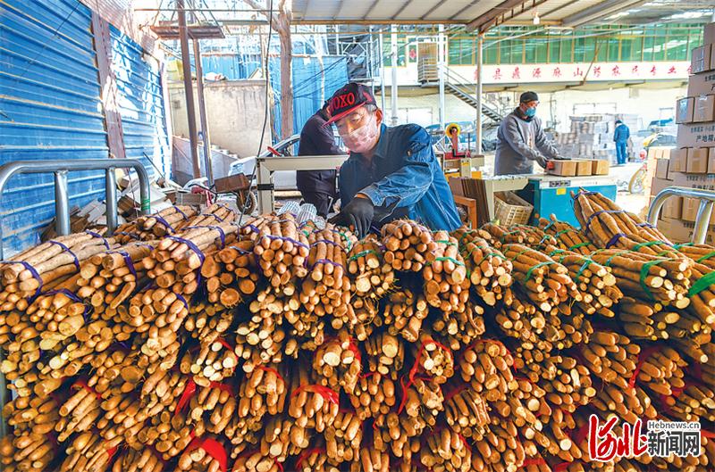 蠡县麻山药历史,蠡县麻山药