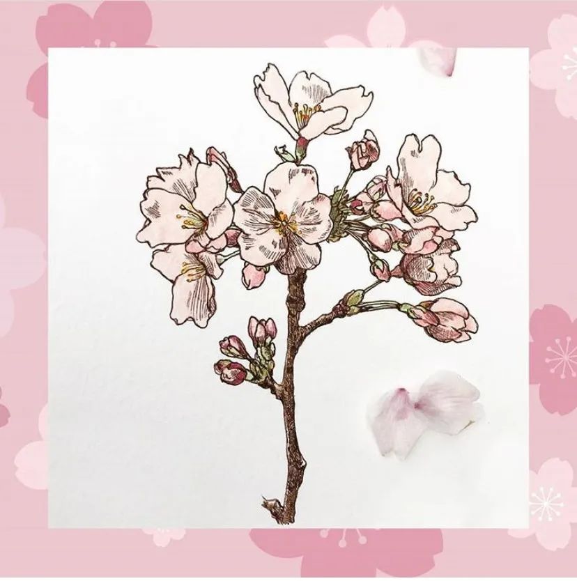 叙好物|宅家“云”赏樱，这些樱花季限定都是些什么神仙小可爱呀