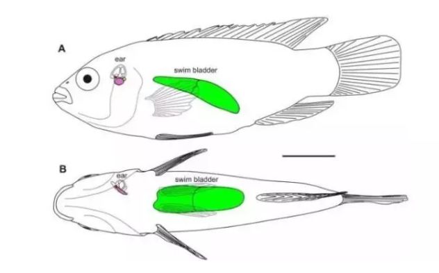 不整容不医美人真的会变吗,不整容的自然美人才是真正的美女