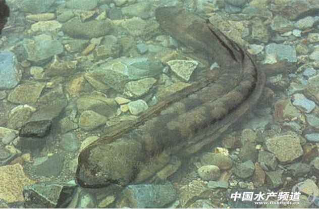 娃娃鱼是国家保护动物为啥还能吃,娃娃鱼濒临灭绝为什么还能吃