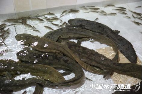 娃娃鱼是国家保护动物为啥还能吃,娃娃鱼濒临灭绝为什么还能吃