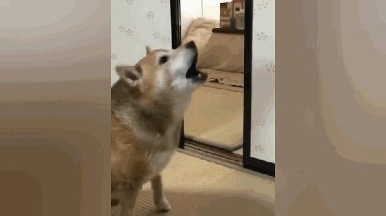 警惕狗狗装病,狗狗产后抑郁有哪些症状