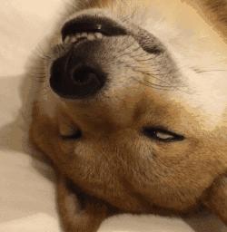 警惕狗狗装病,狗狗产后抑郁有哪些症状