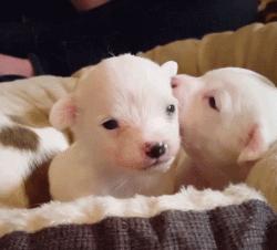 警惕狗狗装病,狗狗产后抑郁有哪些症状