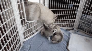 警惕狗狗装病,狗狗产后抑郁有哪些症状