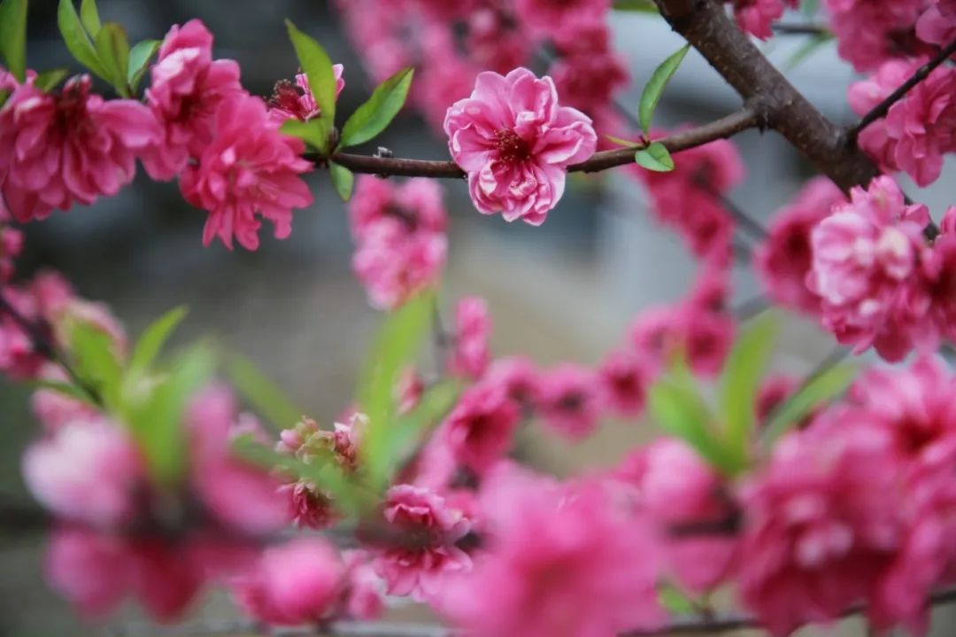 打卡好西乡！桃花胜*光春**，佳人已成双
