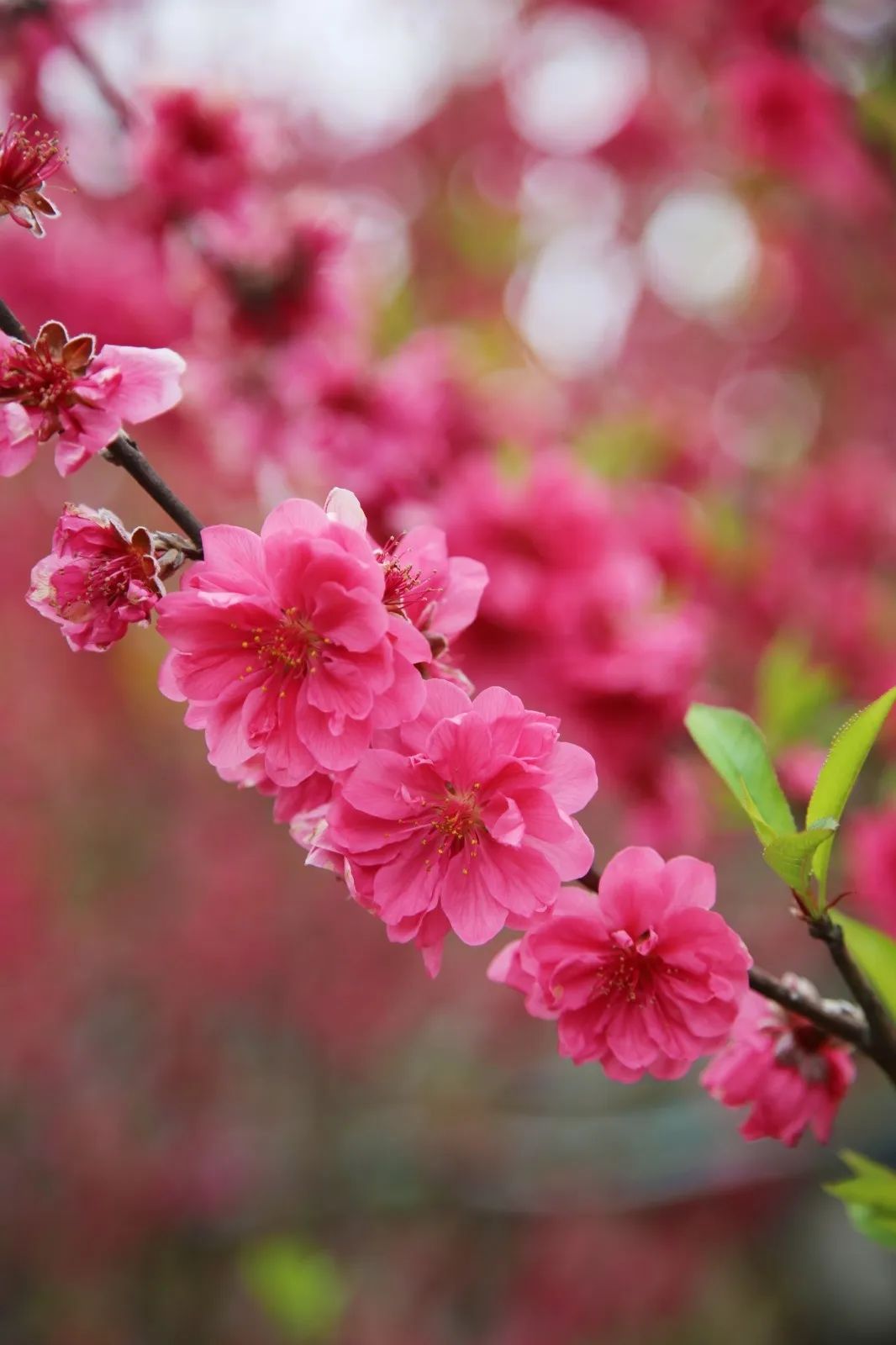 打卡好西乡！桃花胜*光春**，佳人已成双