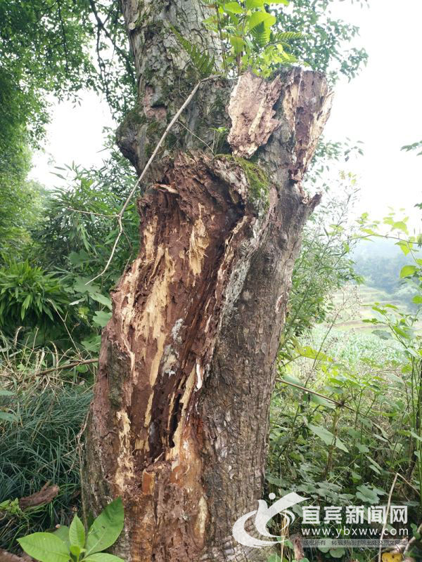 白蚁分飞期最佳治疗方法,白蚁分飞季防治方法