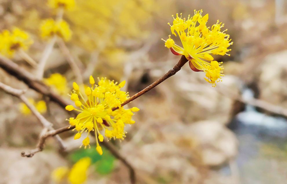 10首春天的诗带你游览大好春光,春天适合踏青的诗句