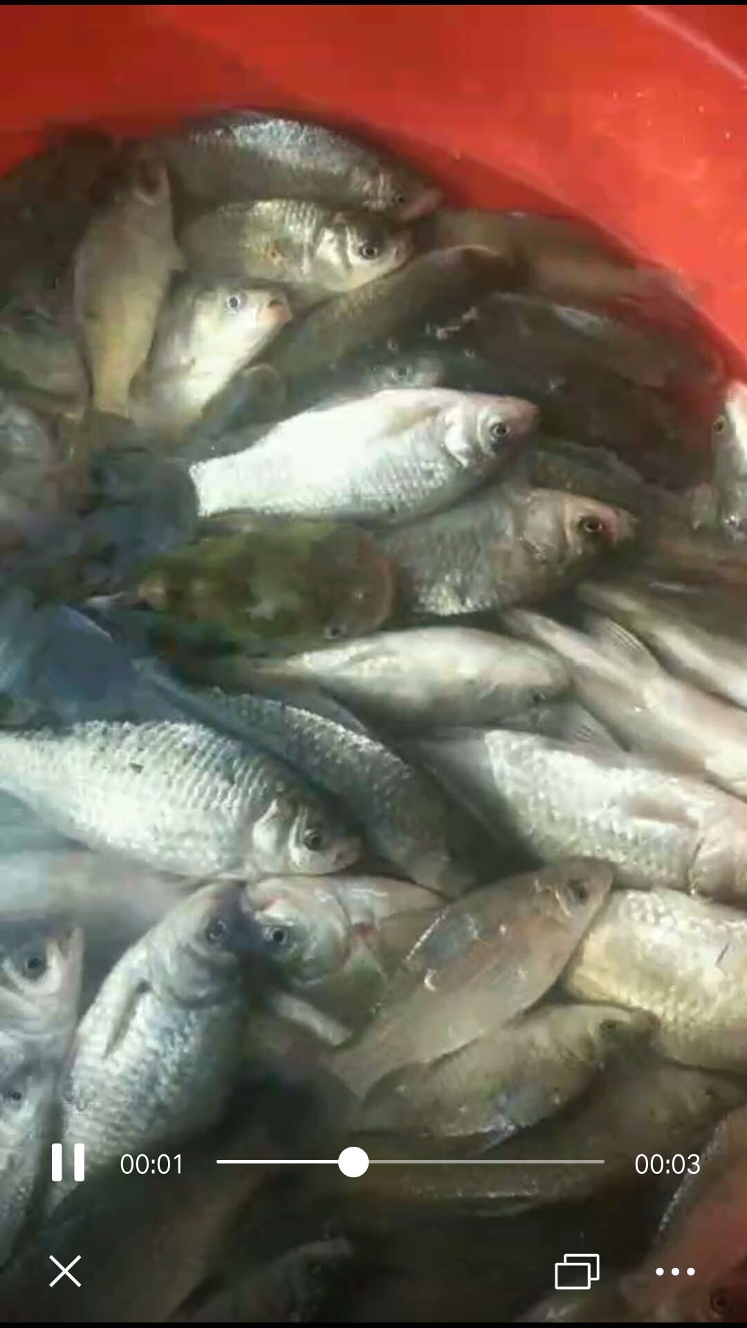 鲫鱼窝料最实用的一款,鲫鱼窝料自制配方全套卖