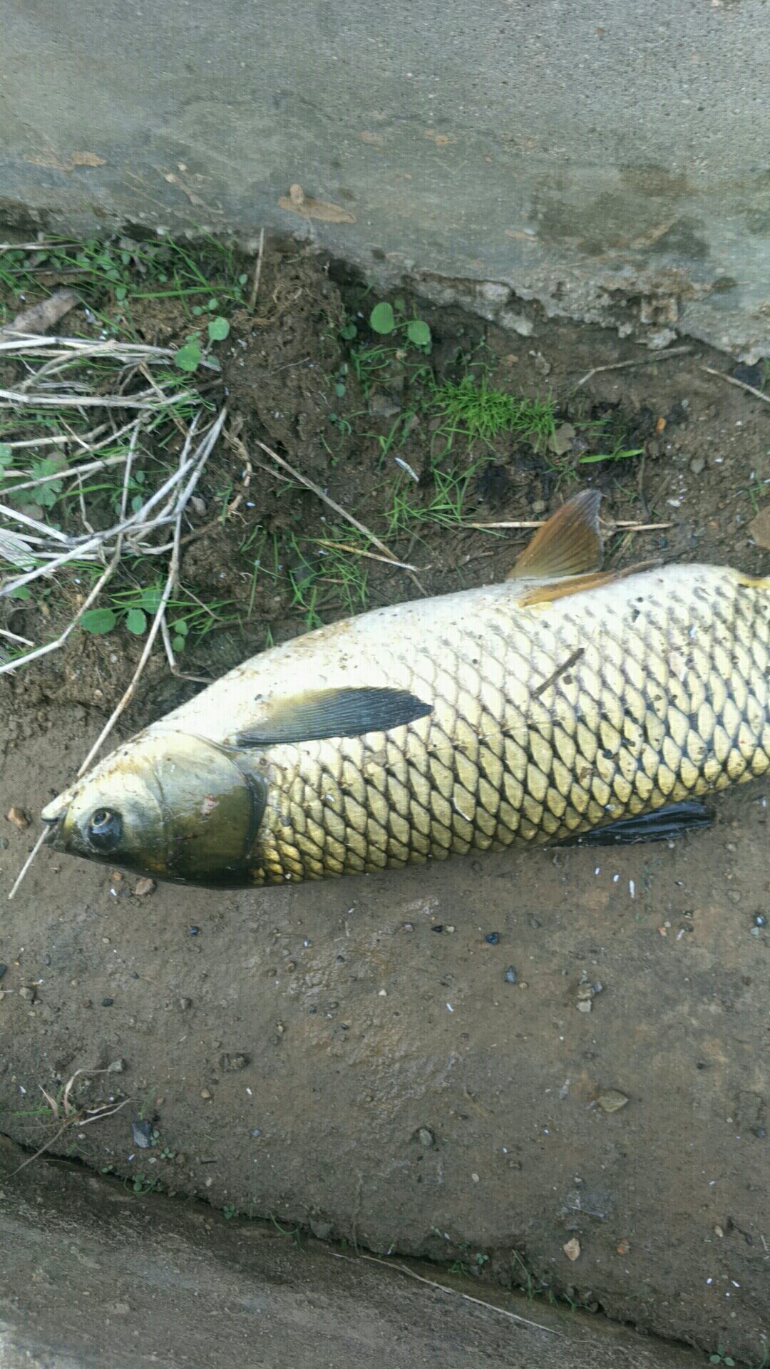 鲫鱼窝料最实用的一款,鲫鱼窝料自制配方全套卖