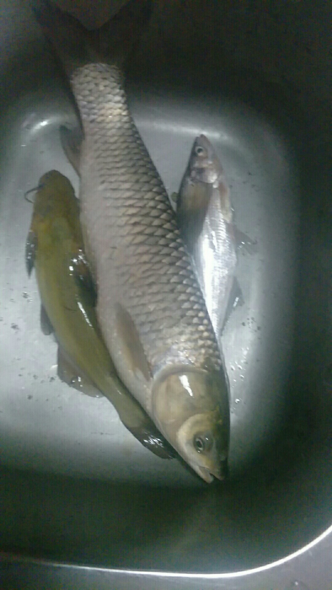 鲫鱼窝料最实用的一款,鲫鱼窝料自制配方全套卖