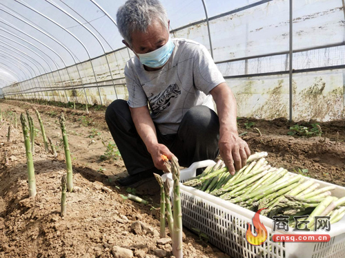 芦笋尖尖角托起致富梦