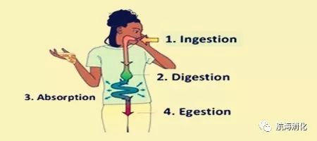 吃多了喝什么药助消化,吃多了吃什么助消化最快最好