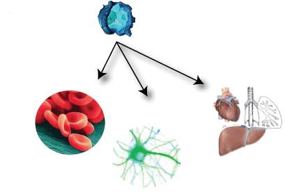 汇总:干细胞治疗退行性疾病