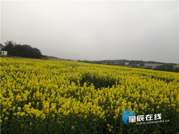 春耕复工正当时岳麓区坪塘街道全域振兴再加速