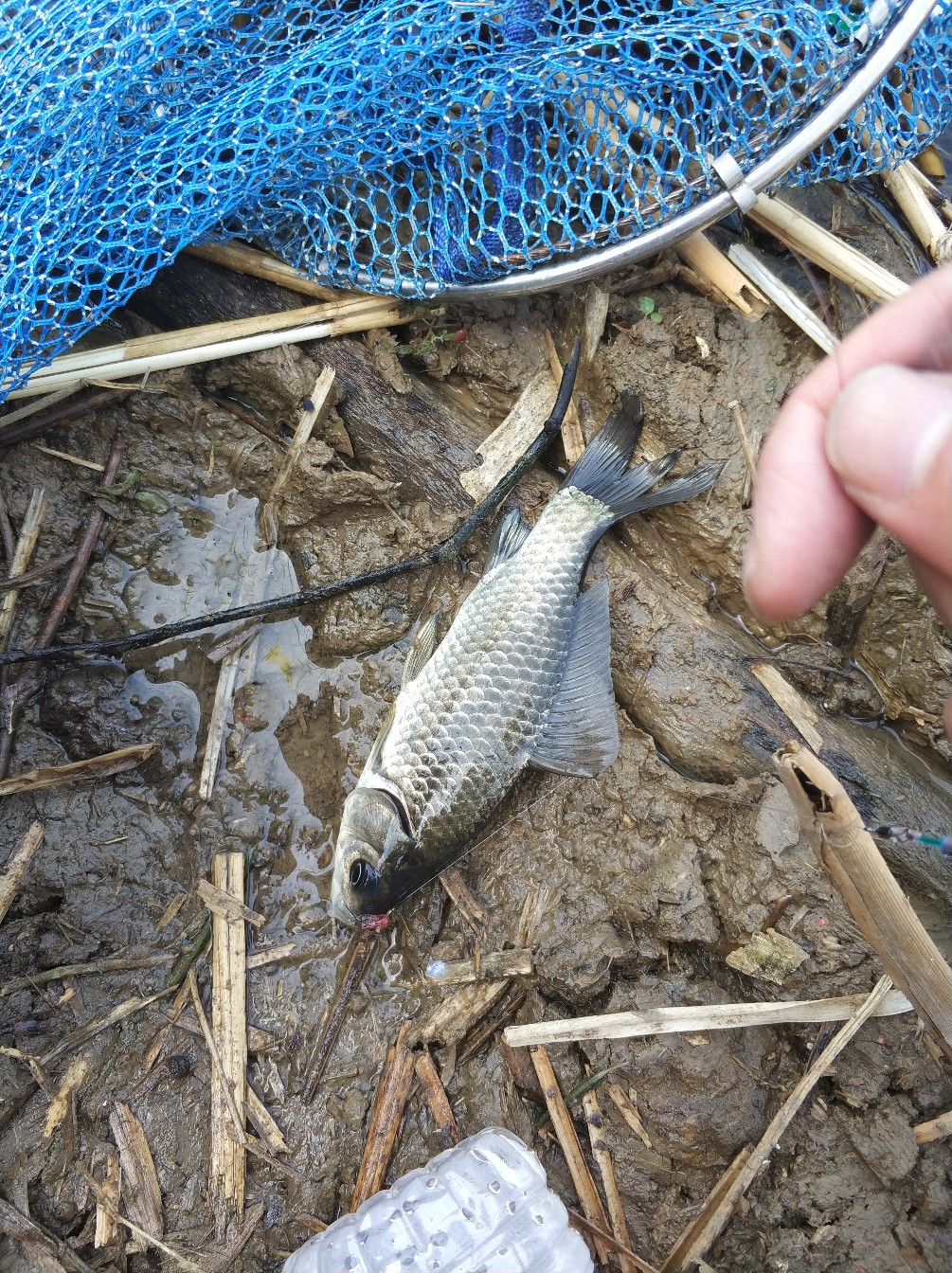 阳春三月秋高气爽,阳春三月太阳暖洋洋的