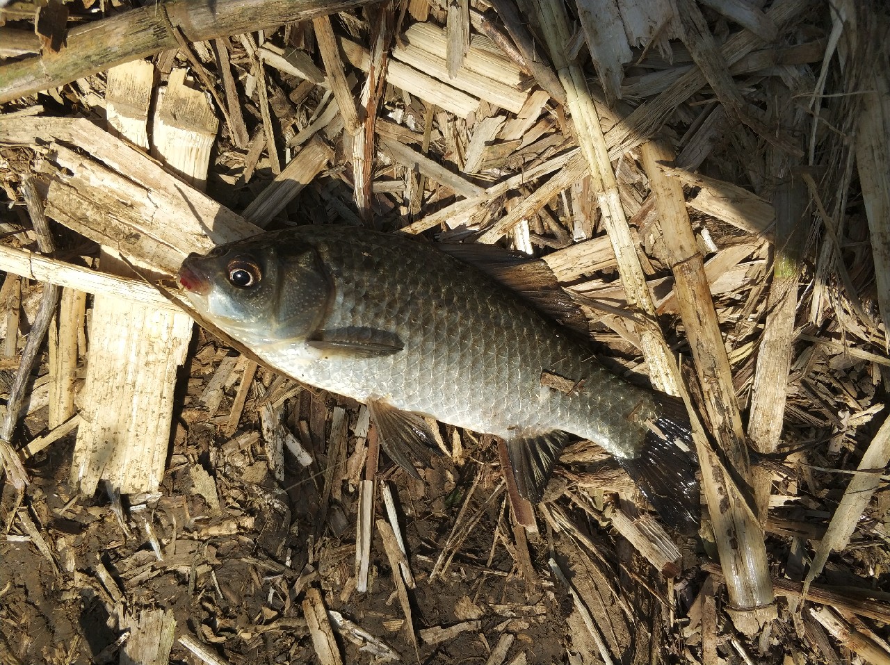 阳春三月秋高气爽,阳春三月太阳暖洋洋的