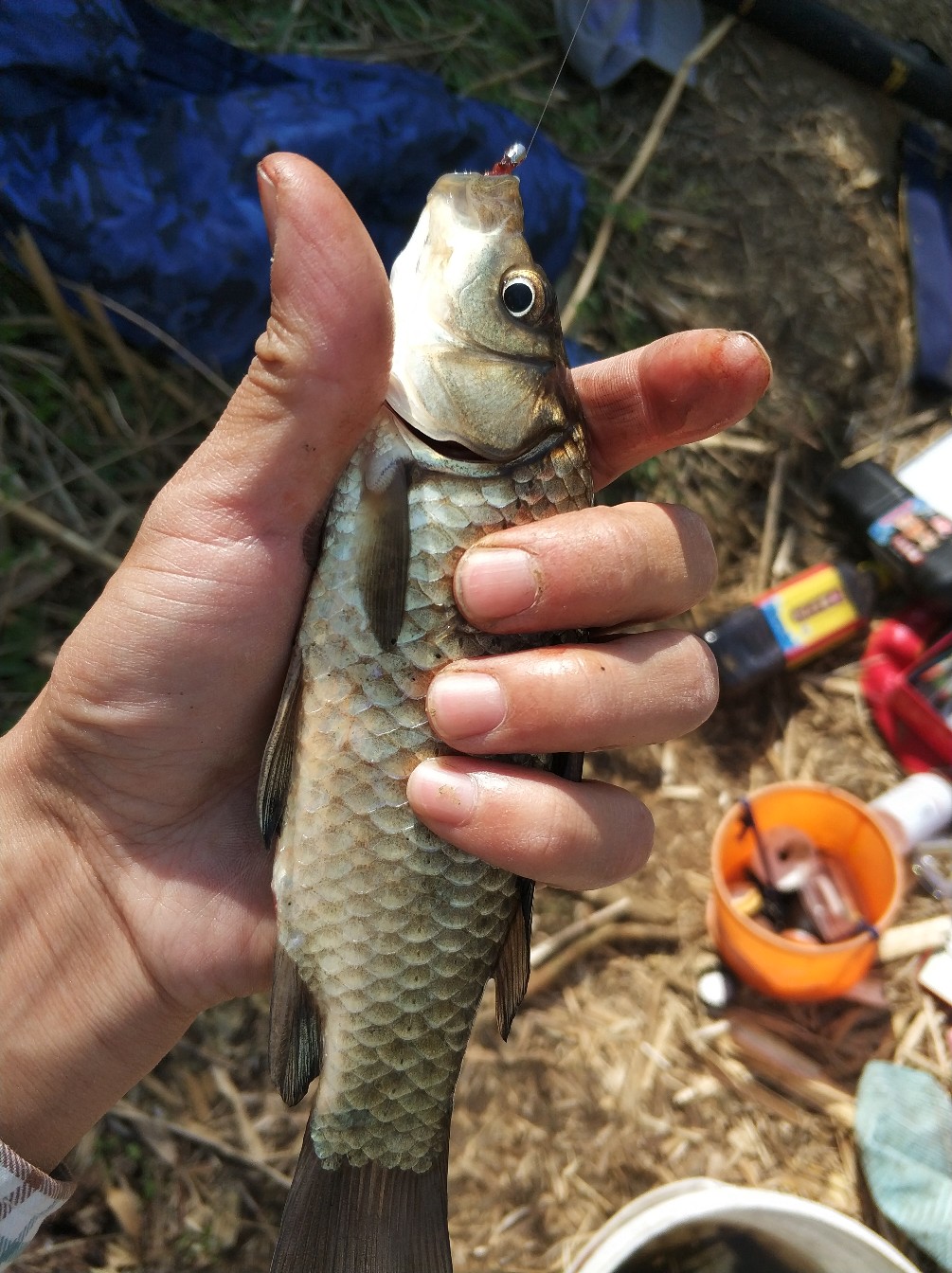 阳春三月秋高气爽,阳春三月太阳暖洋洋的