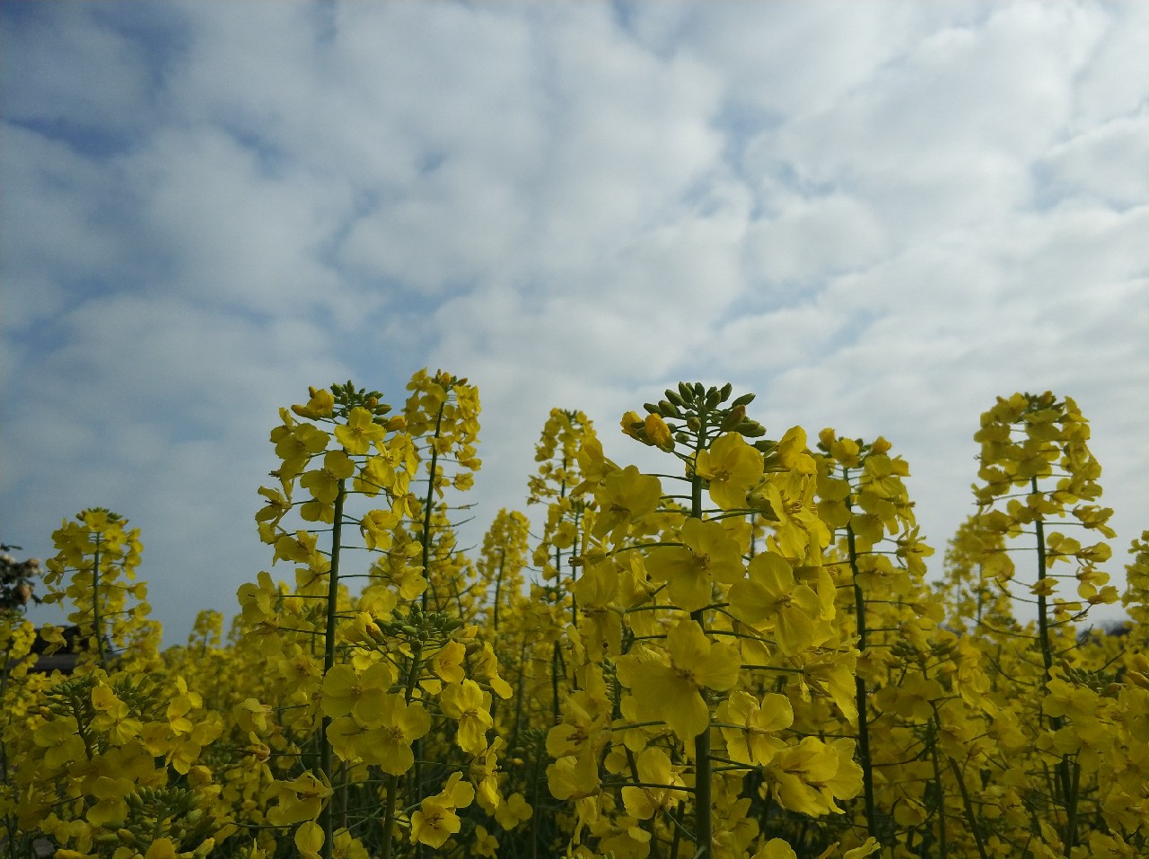 阳春三月秋高气爽,阳春三月太阳暖洋洋的