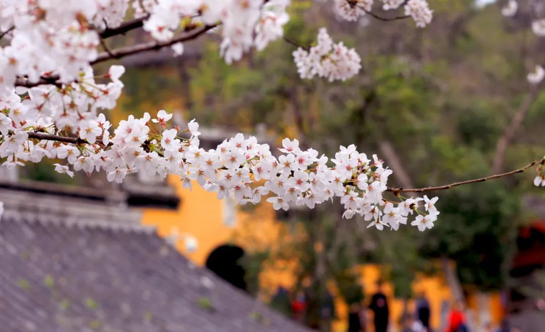 春天真是美不胜收,诗词里的春天美醉了