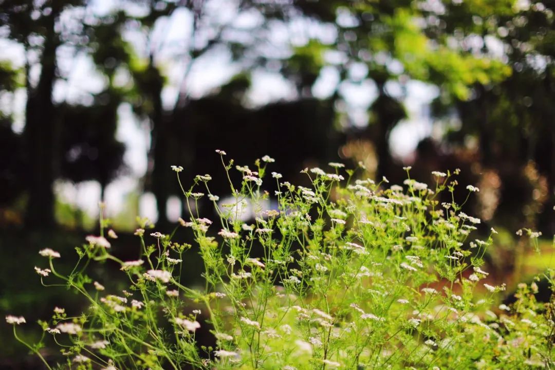 春天真是美不胜收,诗词里的春天美醉了