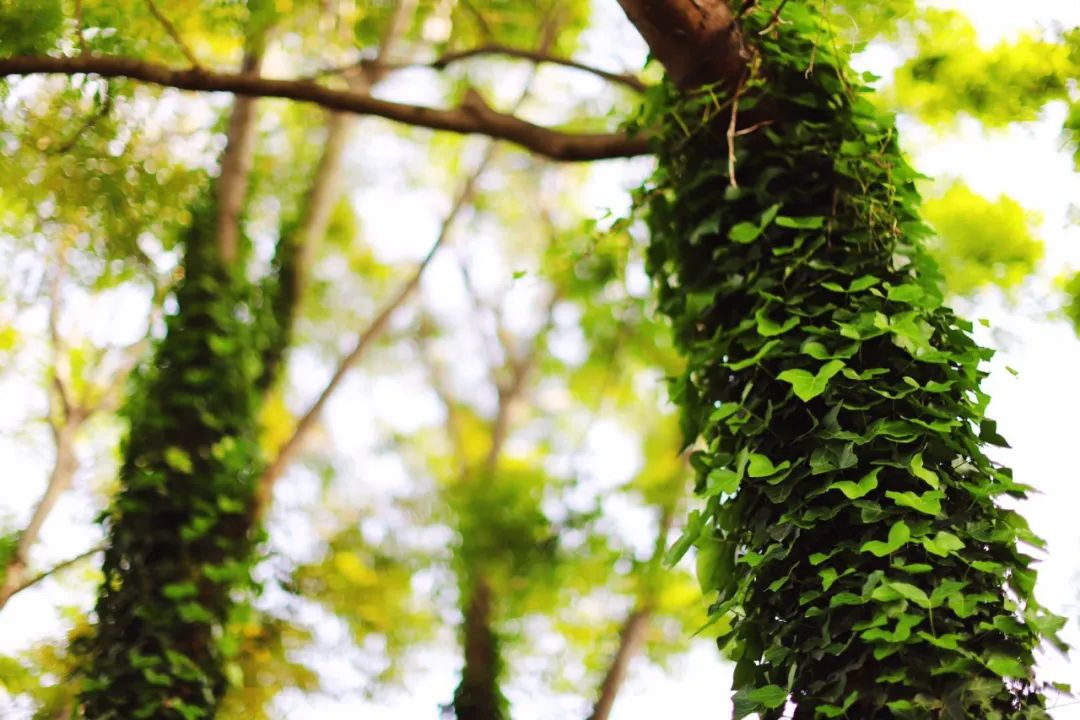 春天真是美不胜收,诗词里的春天美醉了