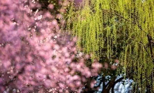 滨州女子诗苑2020年3月同题，柳梢青