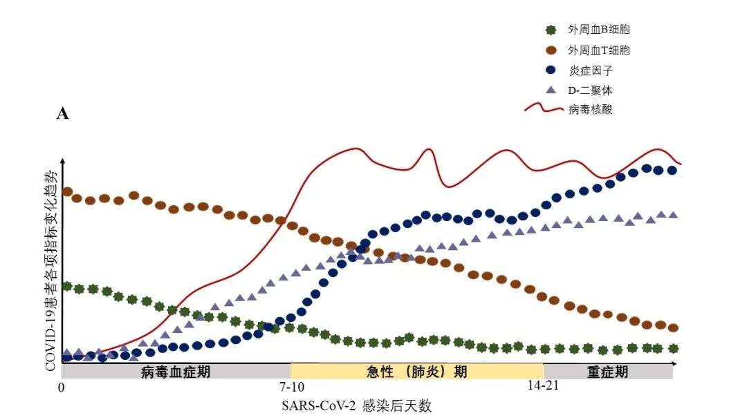 鑲濈礌鎶楀嚌鏈哄埗,鑲濈礌鎶楀嚌涓昏鏈虹悊