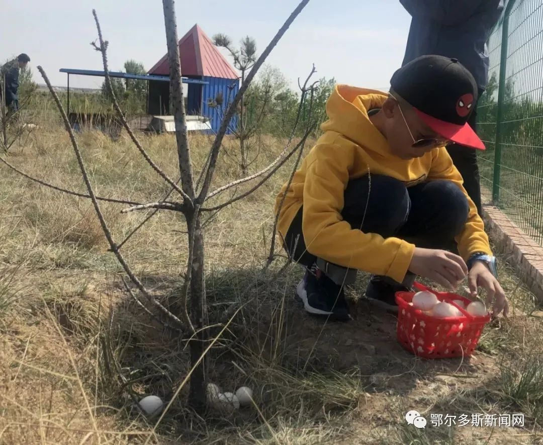 鄂尔多斯这个村放大招,公鸡也能认养了!|推农品促增收