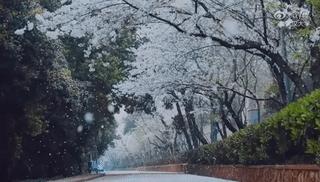 武大樱花雨现场,武大樱花周日还有票吗