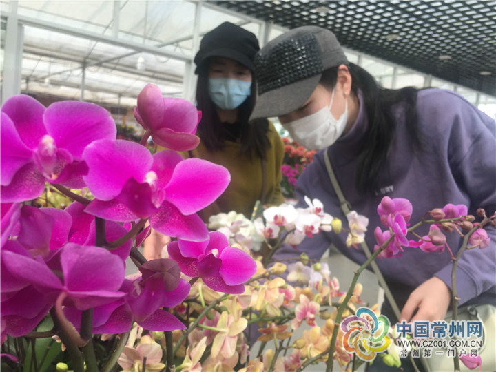 花木市场几点开始赶集,花木市场生意