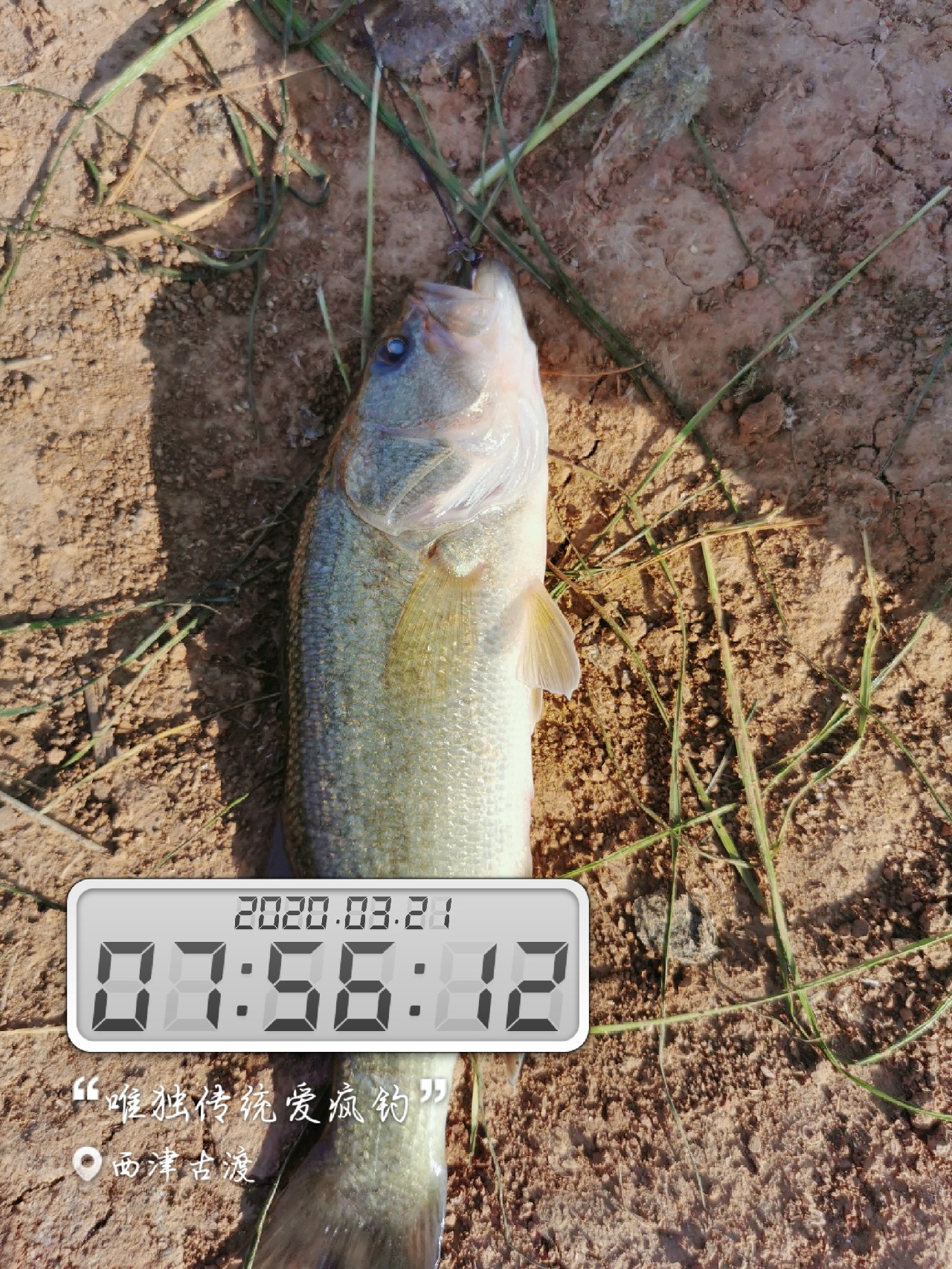 路亚雷强水老鼠,2022路亚雷强视频