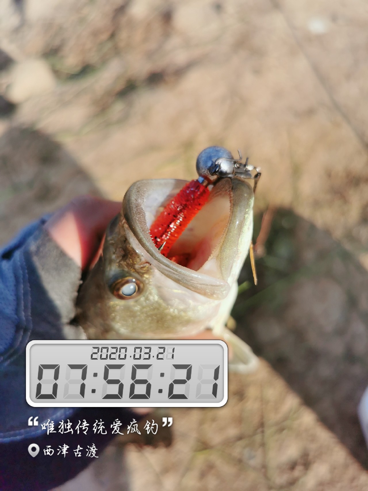 路亚雷强水老鼠,2022路亚雷强视频